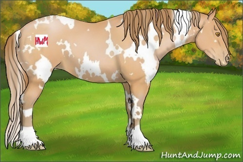 Horse Color:White Spotted Bay Pearl