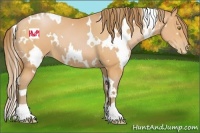 Horse Color:White Spotted Bay Pearl 