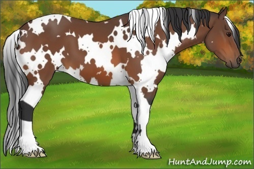 Horse Color:White Spotted Bay 