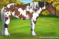 Horse Color:White Spotted Bay 