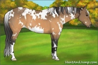 Horse Color:White Spotted Buckskin