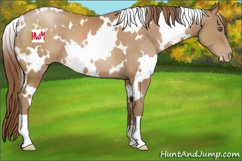 Horse Color:White Spotted Brown Pearl 