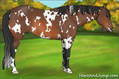 Horse Color:White Spotted Bay 