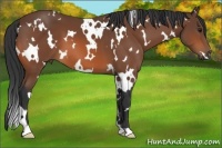 Horse Color:White Spotted Bay 