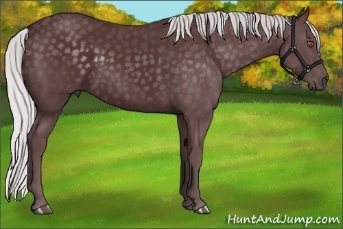 Horse Color:Chocolate Silver Black Chinchilla 