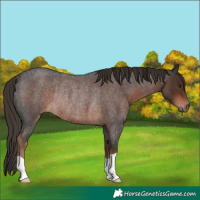 Horse Color:Liver Red Roan Rabicano 