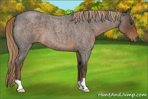Horse Color:Liver Red Roan 