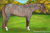 Horse Color:Liver Red Roan 