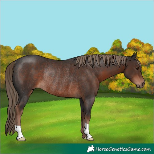 Horse Color:Liver Chestnut Rabicano