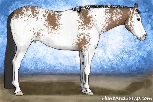 Horse Color:White Spotted Buckskin Sabino 