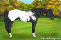 Horse Color:Black Appaloosa 
