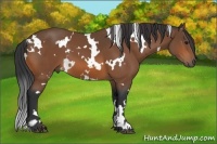 Horse Color:White Spotted Bay 