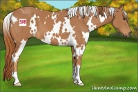 Horse Color:White Spotted Chestnut 