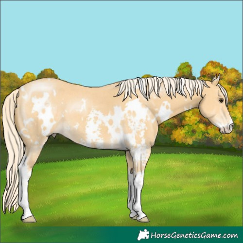 Horse Color:White Spotted Palomino Sabino 