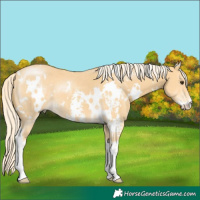 Horse Color:White Spotted Palomino Sabino