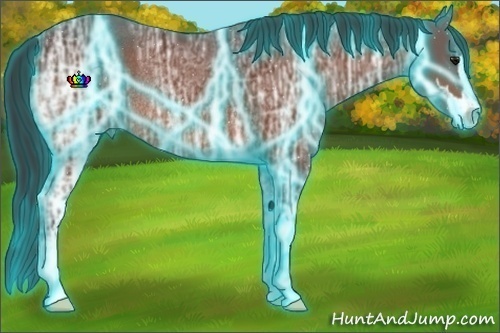 Horse Color:Thunderstruck Bay Ice Sabino Rabicano 