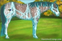 Horse Color:Thunderstruck Bay Ice Sabino Rabicano 