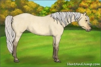 Horse Color:Silver Buckskin Roan Dun 