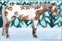 Horse Color:Silver Bay Splash Tobiano Frame Rabicano