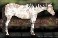 Horse Color:White Spotted Amber Champagne Ice 