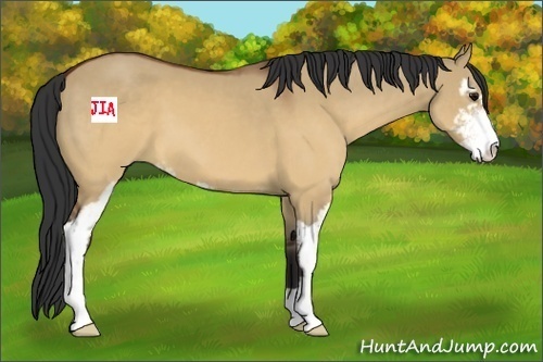 Horse Color:Brown Dun Sabino 