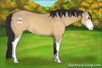 Horse Color:Brown Dun Sabino