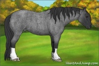 Horse Color:Blue Roan 