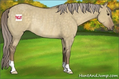 Horse Color:Chocolate Palomino Dun Rabicano 