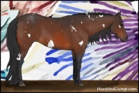 Horse Color:White Spotted Bay 