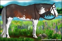 Horse Color:Brown Sabino Splash