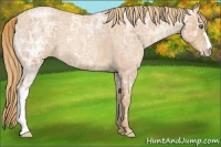Horse Color:Gold Champagne Ice Roan