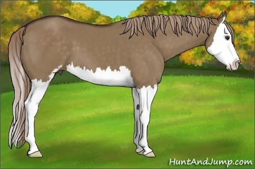 Horse Color:Liver Red Dun Sabino Splash 