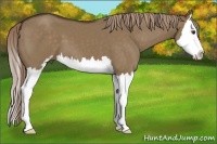 Horse Color:Liver Red Dun Sabino Splash