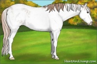 Horse Color:Liver Red Dun Sabino Rabicano