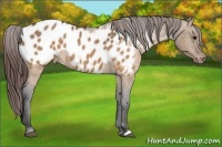 Horse Color:Brown Roan Dun Appaloosa 