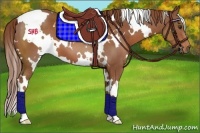 Horse Color:White Spotted Chestnut 