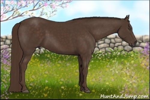 Horse Color:Liver Chestnut 