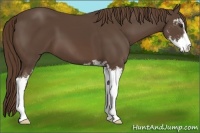 Horse Color:Liver Chestnut Sabino 