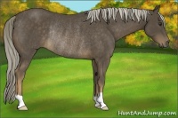 Horse Color:Chocolate Palomino Rabicano