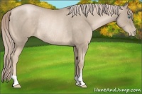 Horse Color:Chocolate Palomino Pearl Rabicano 