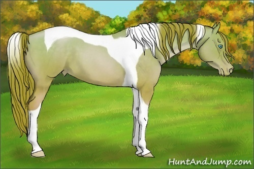 Horse Color:Buckskin Roan Pearl Tobiano 