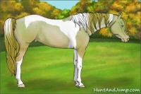 Horse Color:Buckskin Roan Pearl Tobiano