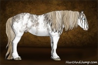 Horse Color:White Spotted Liver Chestnut Splash Rabicano