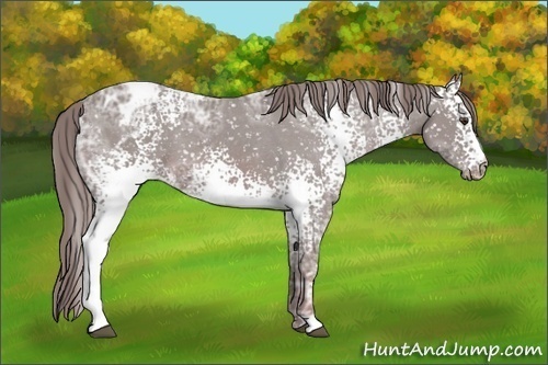Horse Color:Watercolor White Spotted Chestnut Ice Appaloosa 