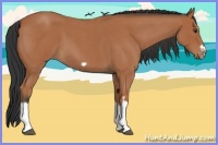 Horse Color:Bay Roan Splash Frame 