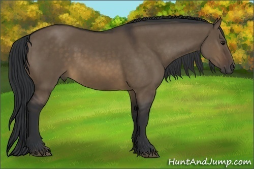Horse Color:Brown Dun