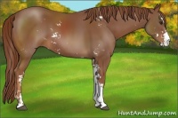 Horse Color:Chestnut Sabino 