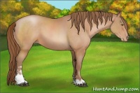 Horse Color:Bay Pearl Sabino 