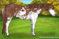 Horse Color:Chestnut Sabino