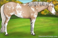 Horse Color:Silver Bay Pearl Sabino 